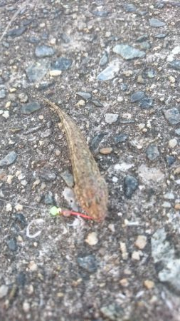 今年初ｷｽ釣り