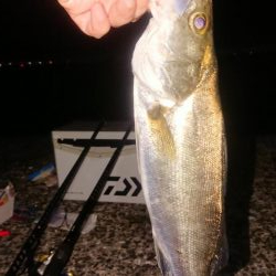 夜のちょい投げで黒鯛