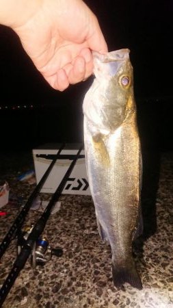 夜のちょい投げで黒鯛