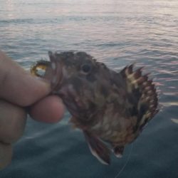 アコウ1、ガシラ4、サバ1