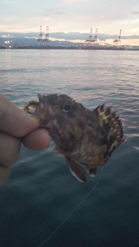 アコウ1、ガシラ4、サバ1