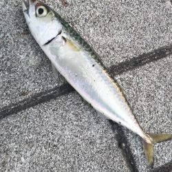 タコ2、コサバ1