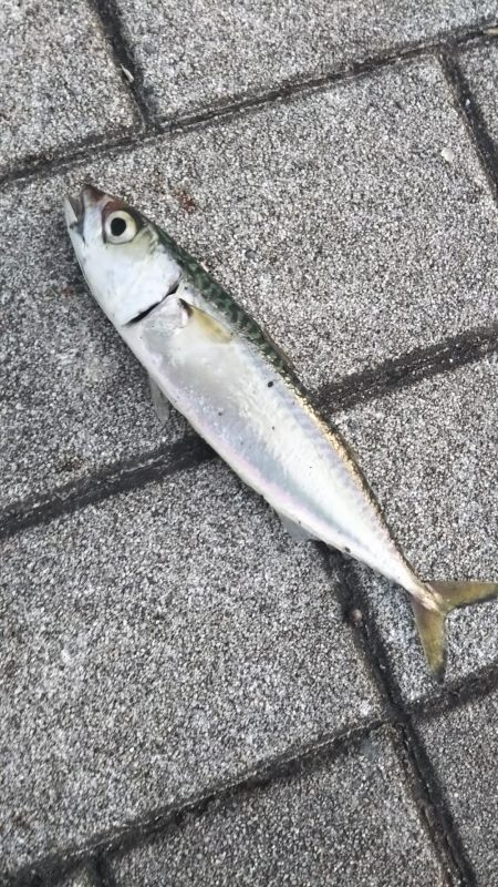 タコ2、コサバ1