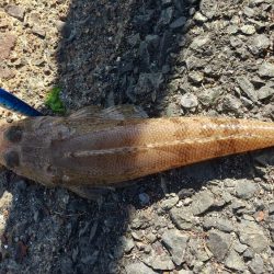 ショアジギング