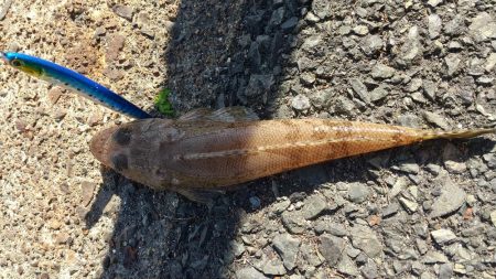 ショアジギング