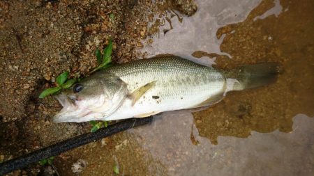 午前中の数釣り釣行