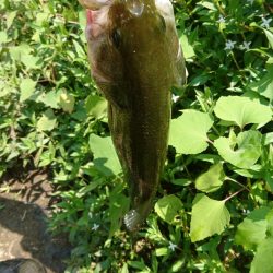 トップとボトム狙い