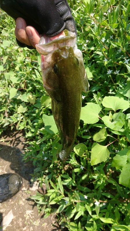 トップとボトム狙い