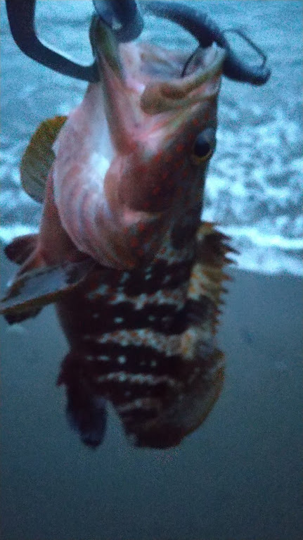 フラット、ロック狙い