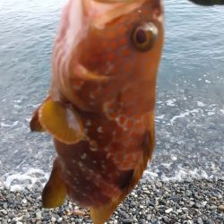 フラット、キジハタ狙いで大型確保