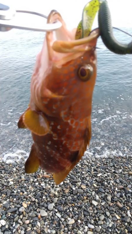 フラット、キジハタ狙いで大型確保