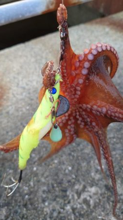 タコ２杯。渋い