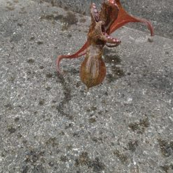 タコ２匹しか釣れない