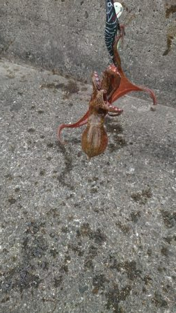 タコ２匹しか釣れない