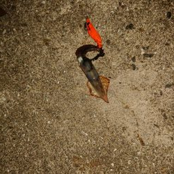 ライトフィッシング