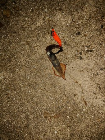 ライトフィッシング