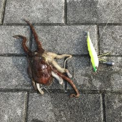 タコ釣り