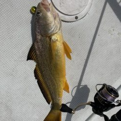 一つテンヤの珍客