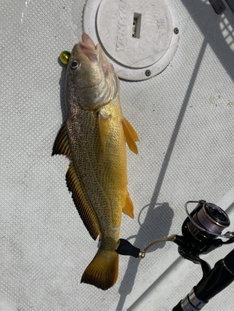 一つテンヤの珍客