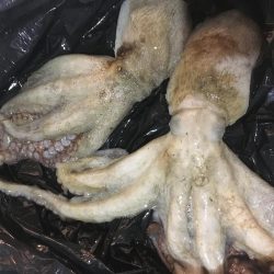 タコの数は減ったがサイズアップ！