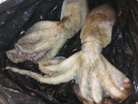 タコの数は減ったがサイズアップ！