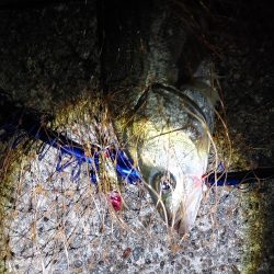 50cmのフッコでました　2回目