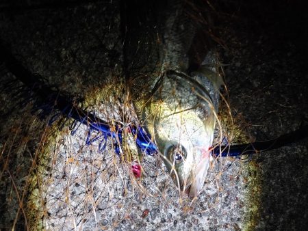 50cmのフッコでました　2回目