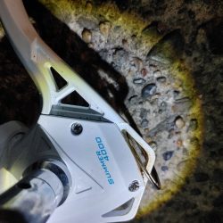 久しぶりのヒラメです