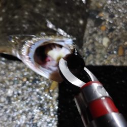 ヒラメ57cm  久しぶりの大物