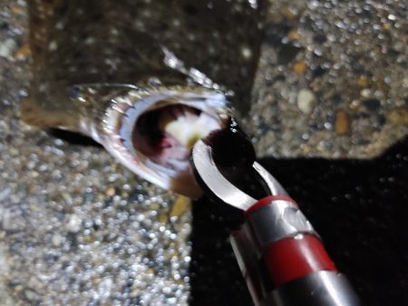 ヒラメ57cm  久しぶりの大物