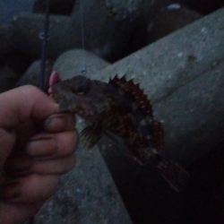 やっぱテキサス面白い。