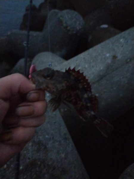 やっぱテキサス面白い。