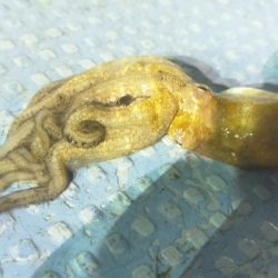 シロイカ好調続く