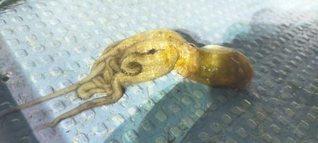 シロイカ好調続く