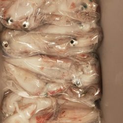 シロイカ好調続く