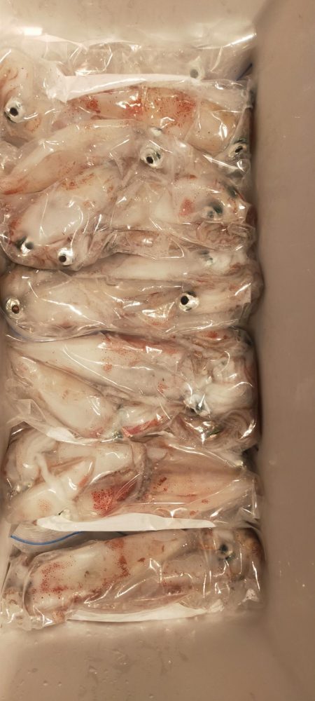 シロイカ好調続く