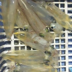 シロイカ好調続く