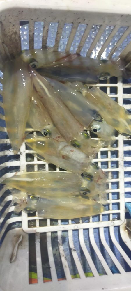 シロイカ好調続く