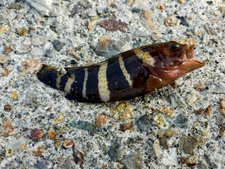 豆アジとメジナ、根魚が釣れた