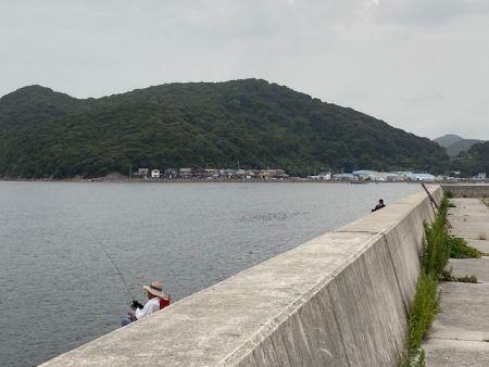 豆さば群れてます