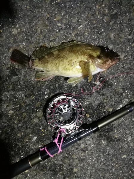 2021/06/30 南港ヘチ釣り