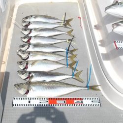 SOUTH(サウス)釣果