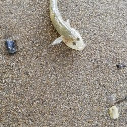 ハゼングからの