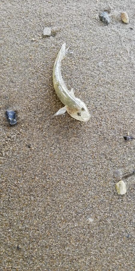 ハゼングからの