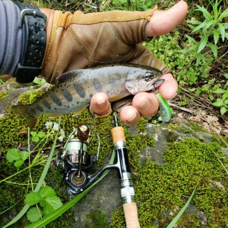 テレスコデビュー