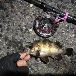 2021/07/08 南港ヘチ釣り