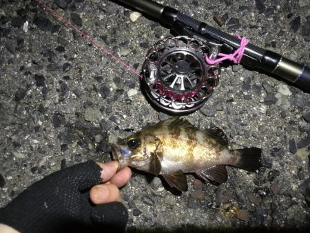 2021/07/08 南港ヘチ釣り