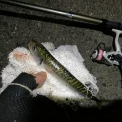 2021/07/09 南港アジング(サバングｗ)