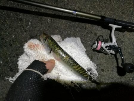 2021/07/09 南港アジング(サバングｗ)