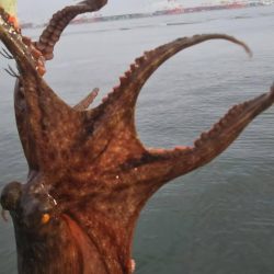 シーバス1 タコ4